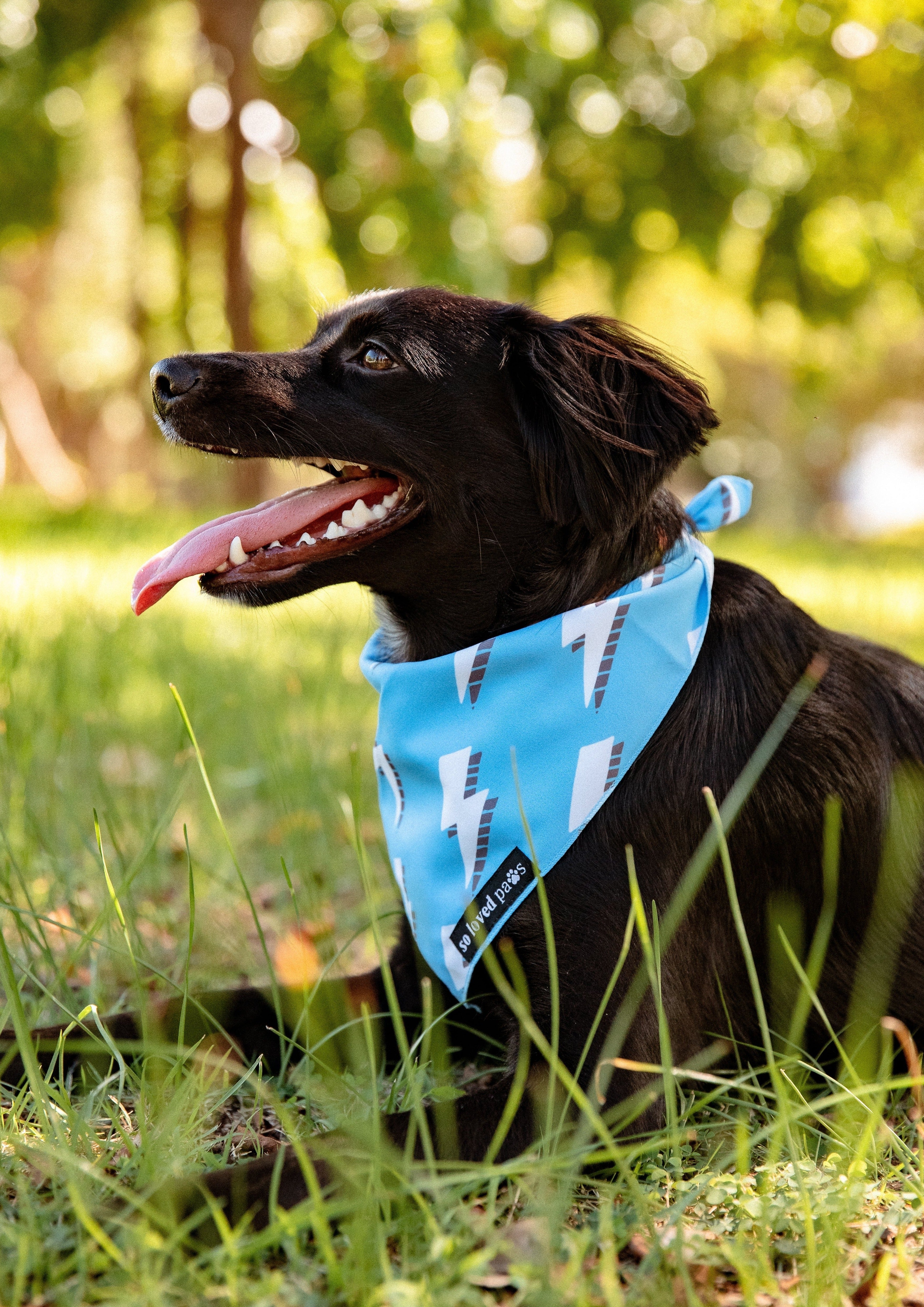 The store paws bandana