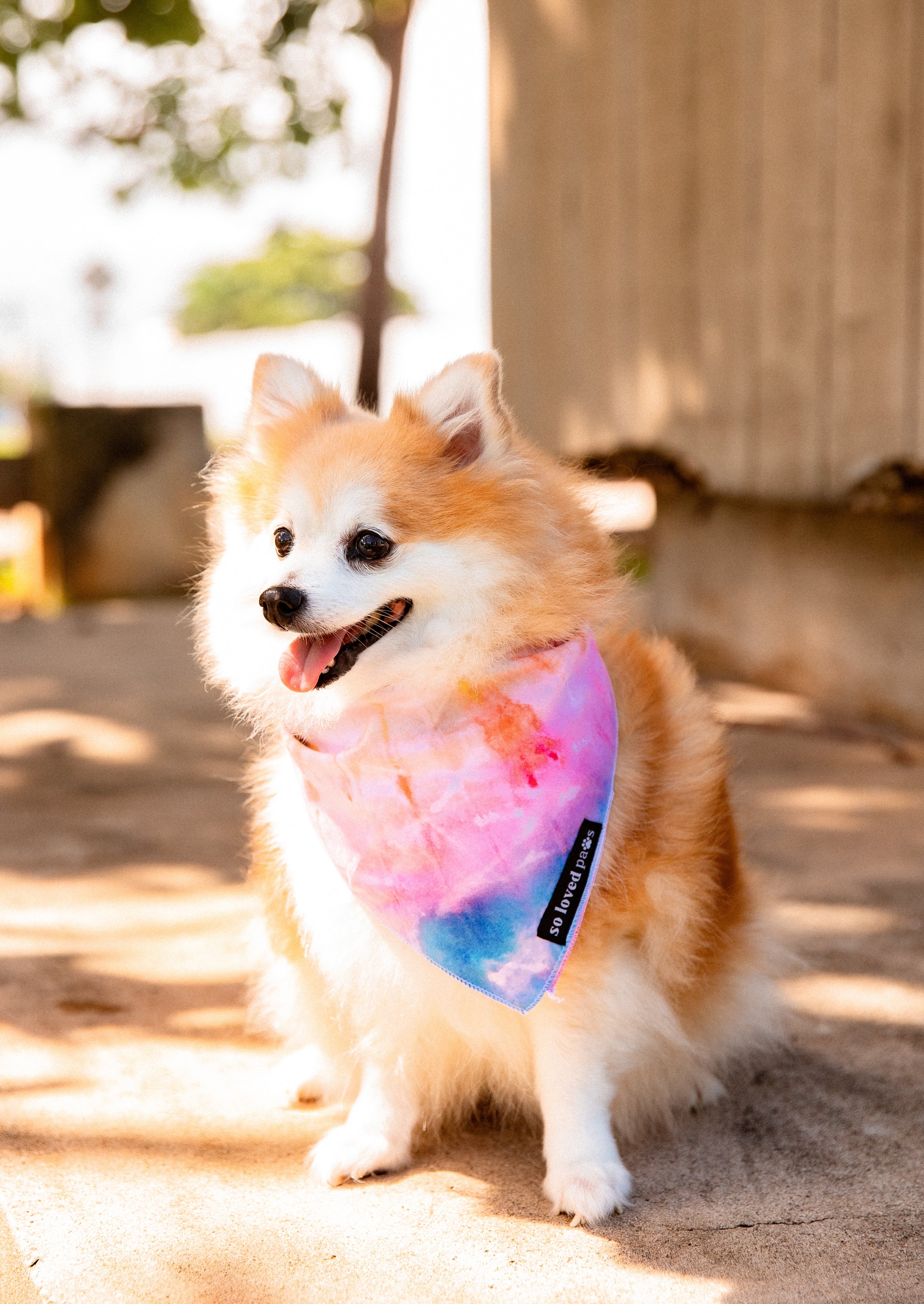 Tie dye 2024 dog bandana