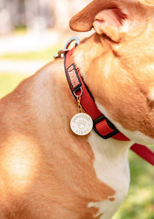 Pawsitive vibes charm from so loved paws