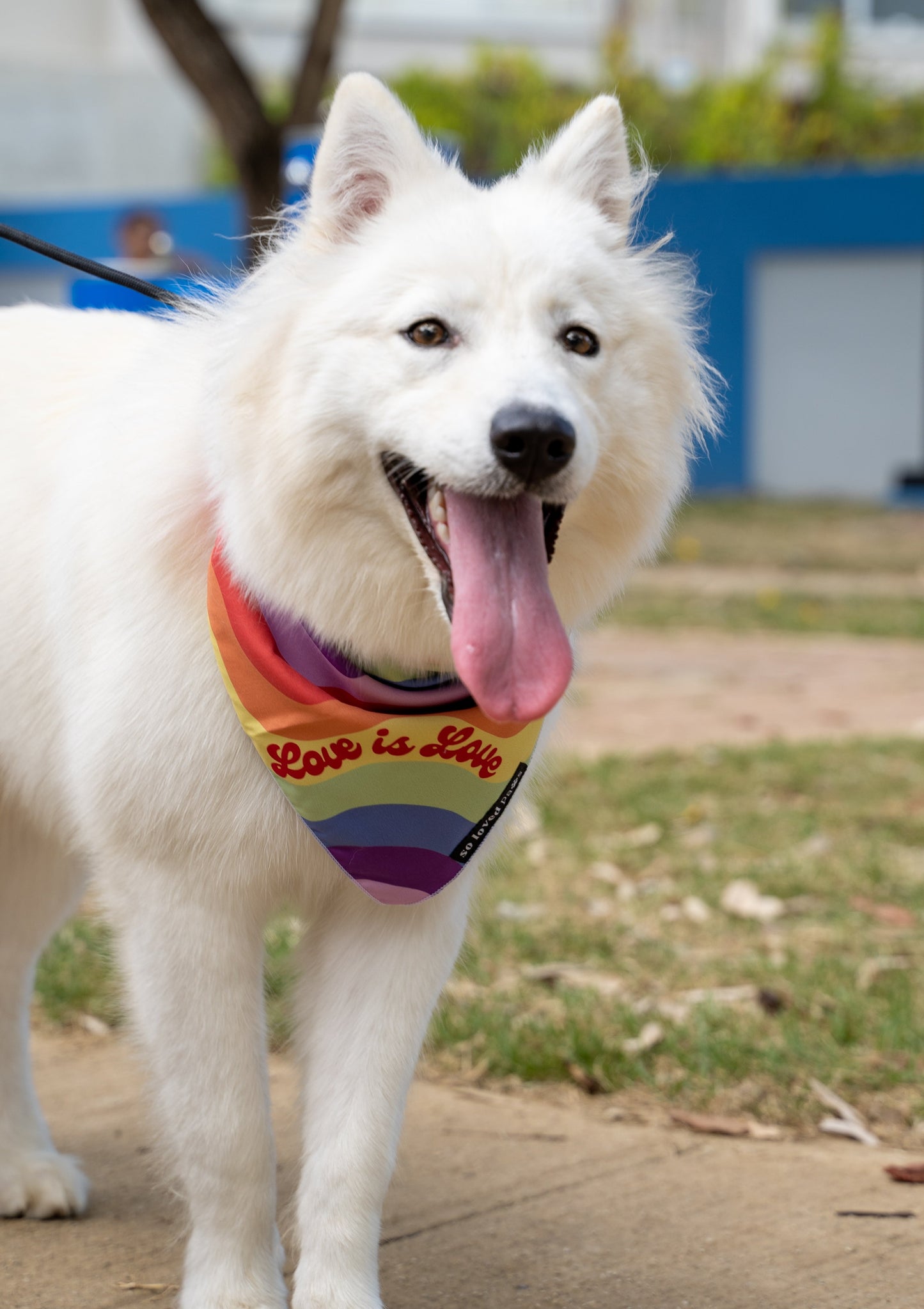 Love is Love Bandana